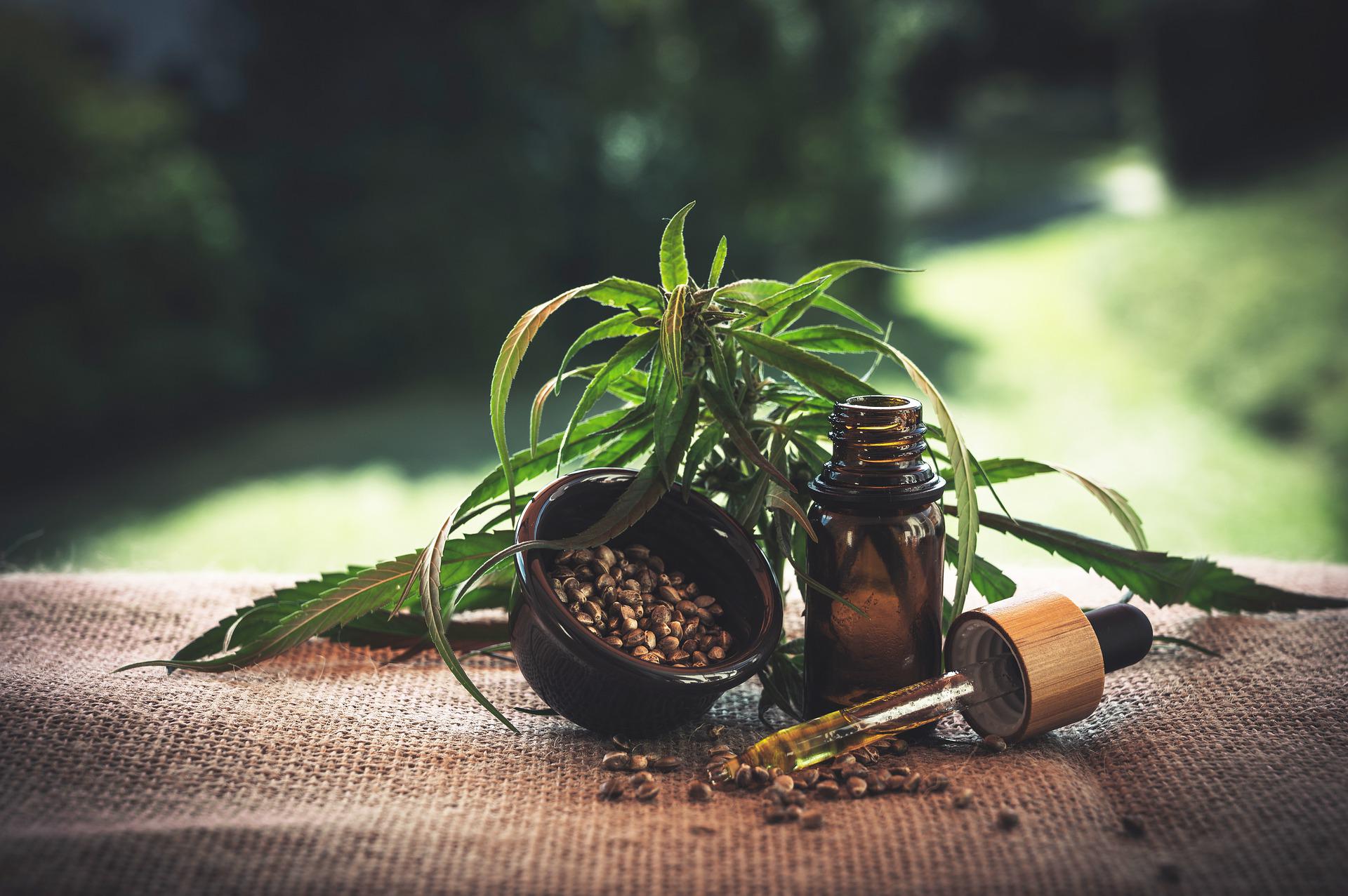 Benefits of CBD massage. A CBD plant, some seeds and a dosifier with CBD oil